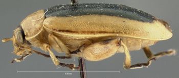 Media type: image; Entomology 18773   Aspect: habitus lateral view
